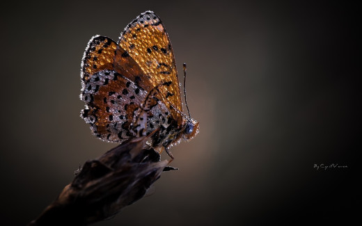 514425 (a): :1680x1050